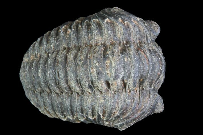 Small Acastoides Trilobite Fossil - Morocco #76447
